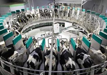 Уникальный проект по развитию молочного скотоводства