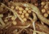 Золотистая картофельная нематода — опасный паразит, поражающий картофель, томаты и баклажаны!