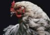 Зарегистрирован первый случай заражения штаммом птичьего гриппа H3N8