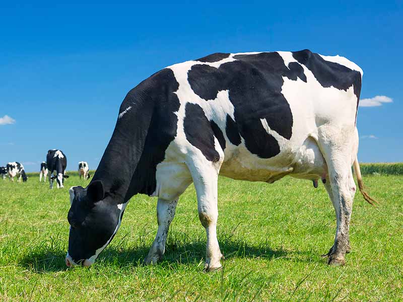 <?php echo esc_attr( get_the_title() ) ?>