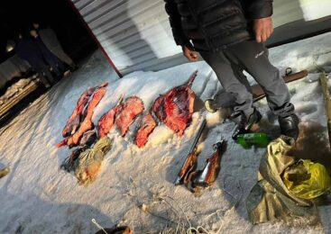 Двух кабанов подстрелили браконьеры в Акмолинской области