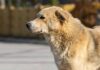 Кокшетау: тридцать одного владельца собак привлекли к ответственности