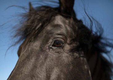 Полицейские задержали скотокрада, похитившего 13 голов лошадей