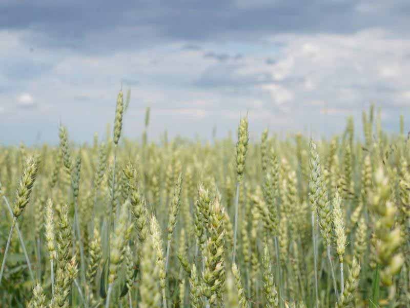 <?php echo esc_attr( get_the_title() ) ?>