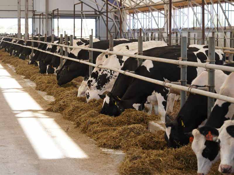 <?php echo esc_attr( get_the_title() ) ?>