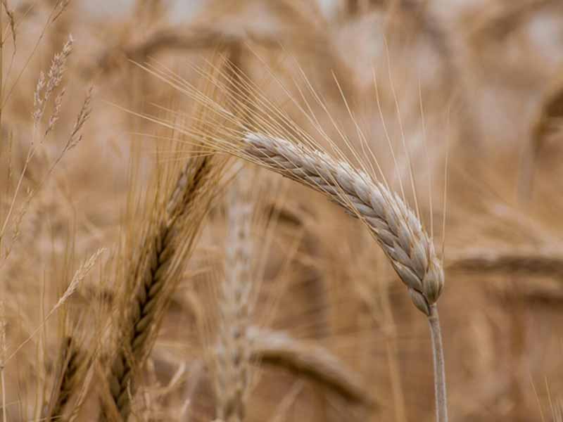 <?php echo esc_attr( get_the_title() ) ?>