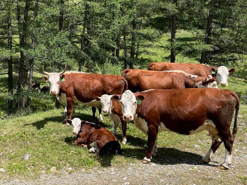 <?php echo esc_attr( get_the_title() ) ?>