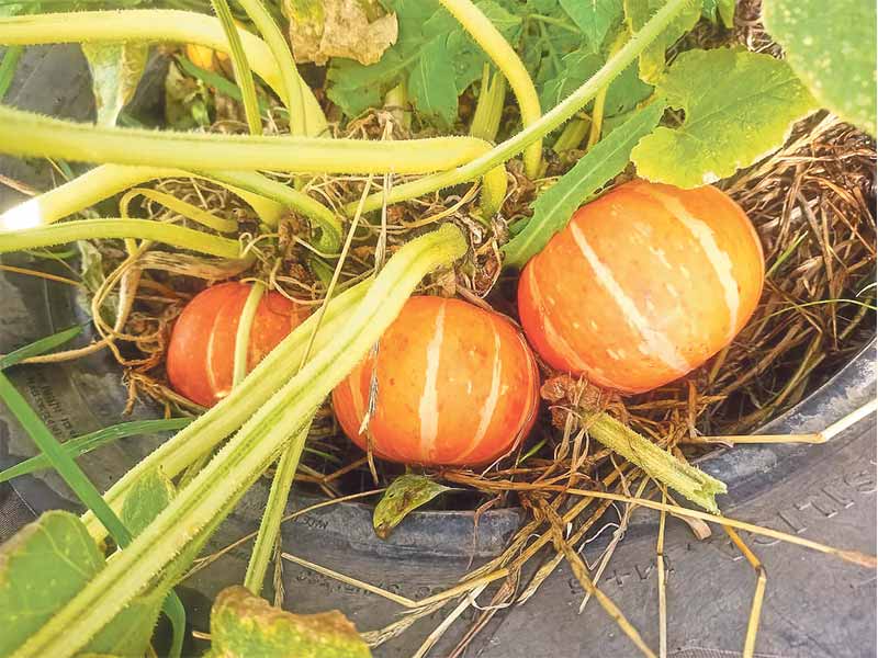 <?php echo esc_attr( get_the_title() ) ?>