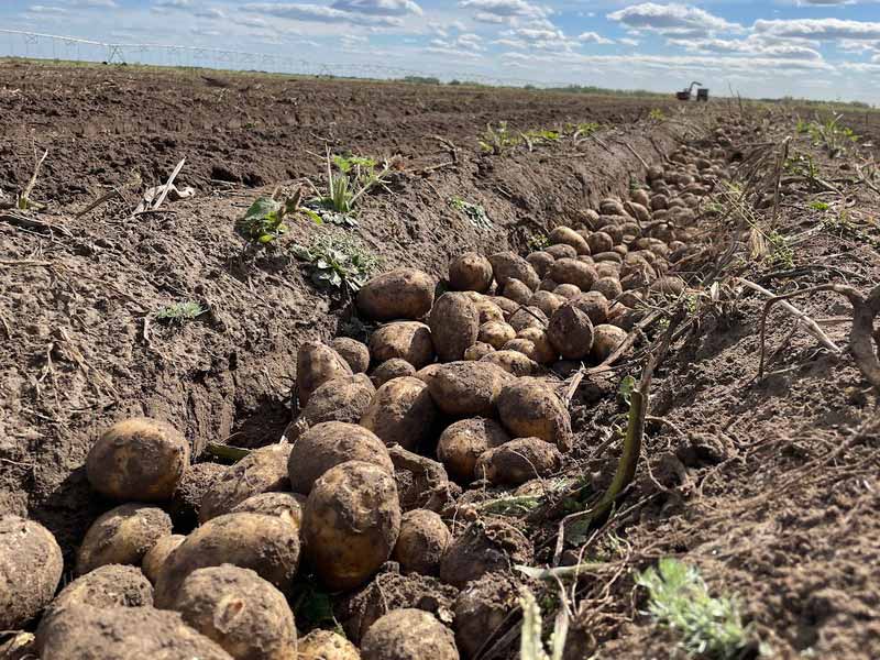 <?php echo esc_attr( get_the_title() ) ?>