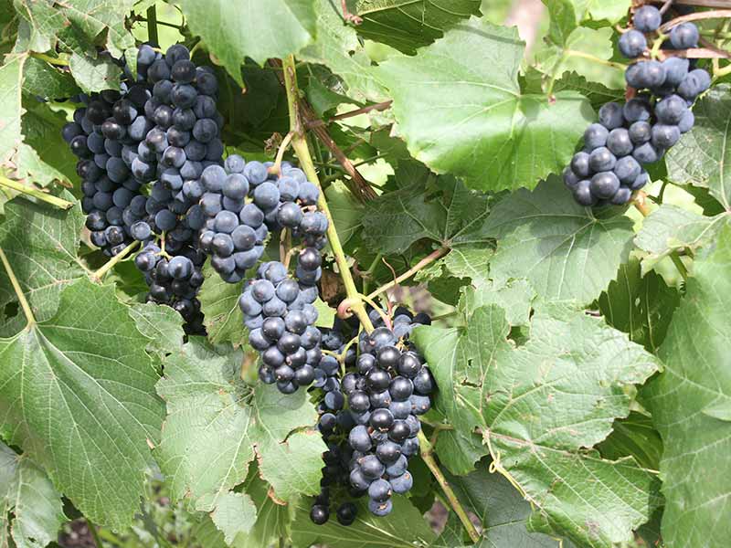 <?php echo esc_attr( get_the_title() ) ?>