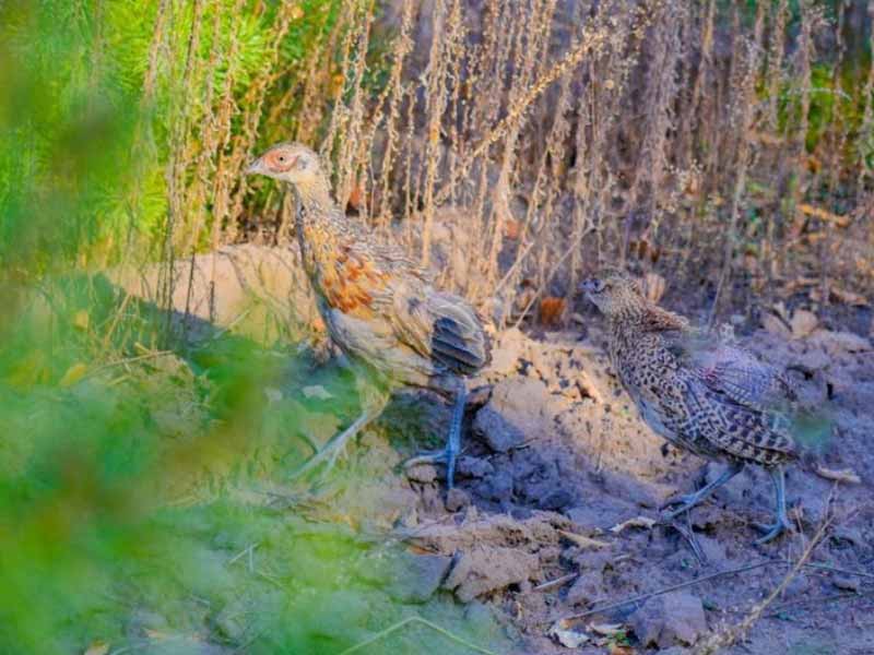 <?php echo esc_attr( get_the_title() ) ?>