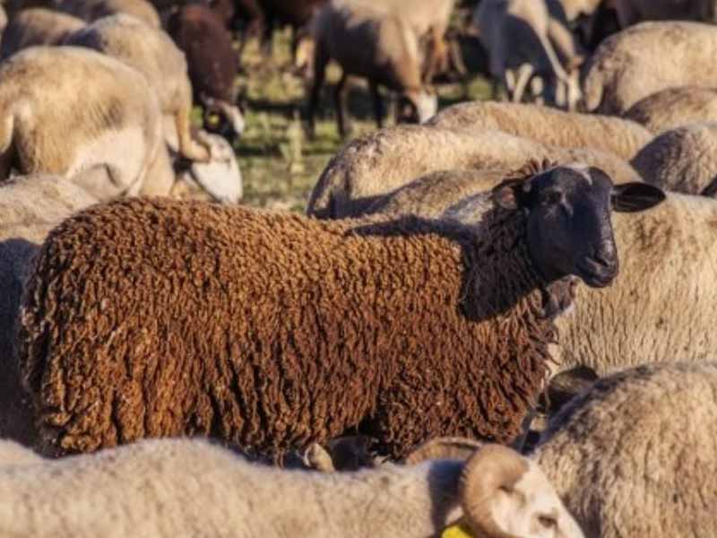 <?php echo esc_attr( get_the_title() ) ?>