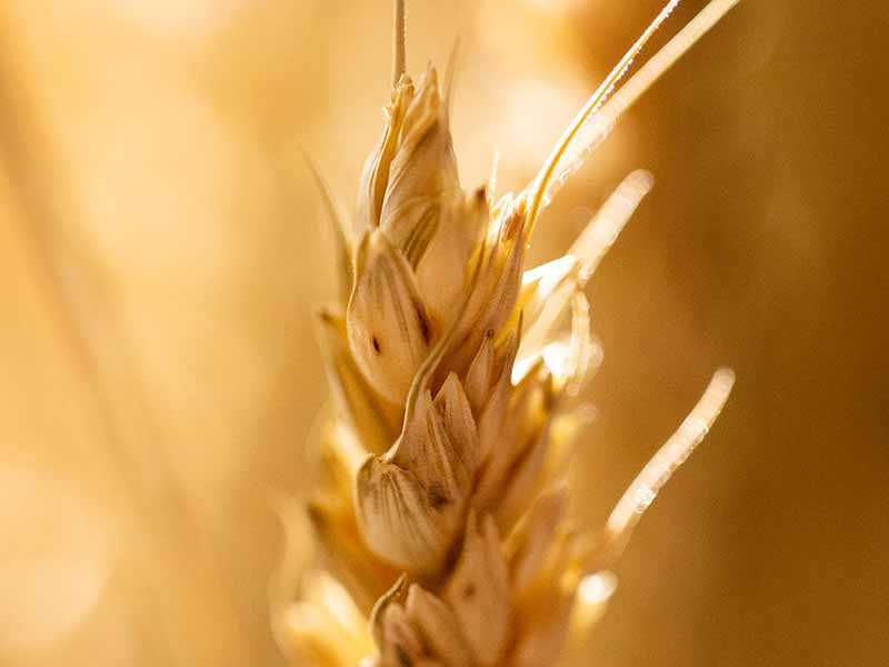 <?php echo esc_attr( get_the_title() ) ?>