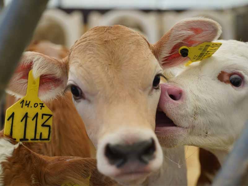 <?php echo esc_attr( get_the_title() ) ?>