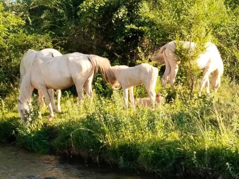 <?php echo esc_attr( get_the_title() ) ?>