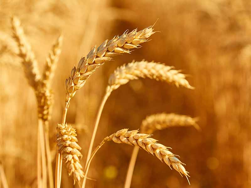 <?php echo esc_attr( get_the_title() ) ?>