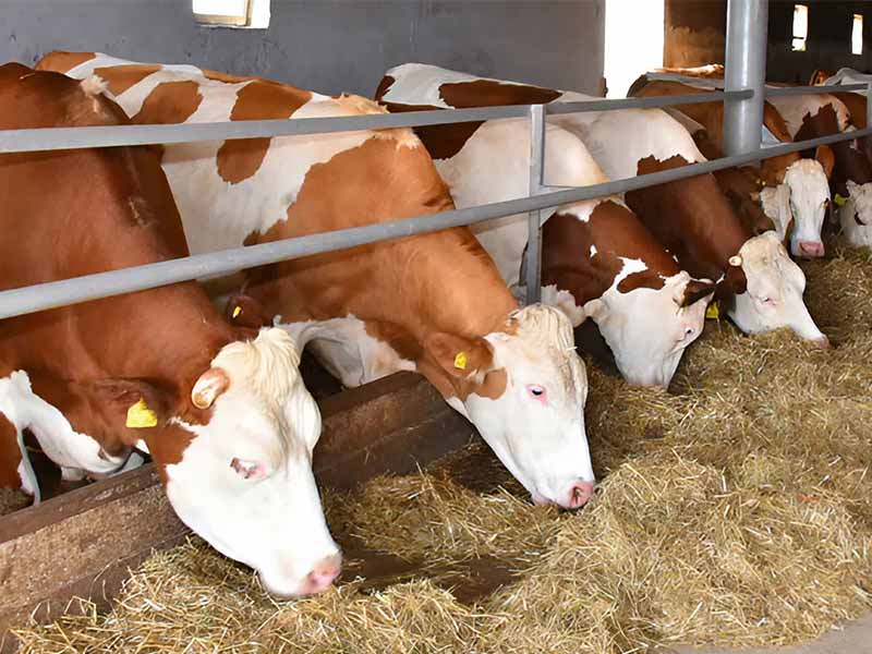 <?php echo esc_attr( get_the_title() ) ?>