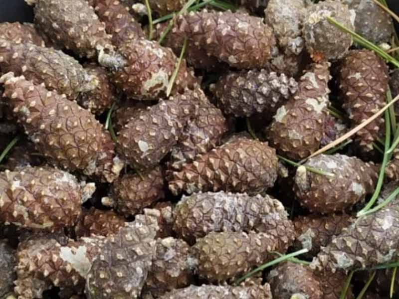 <?php echo esc_attr( get_the_title() ) ?>