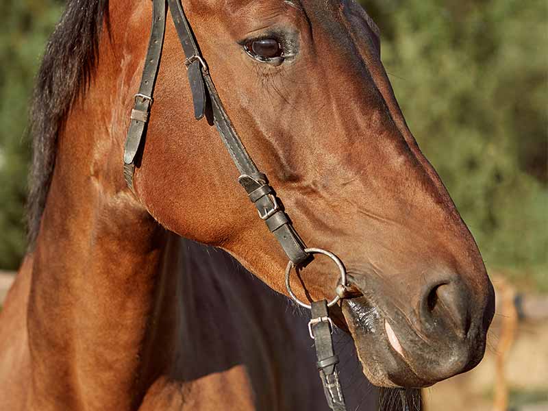 <?php echo esc_attr( get_the_title() ) ?>