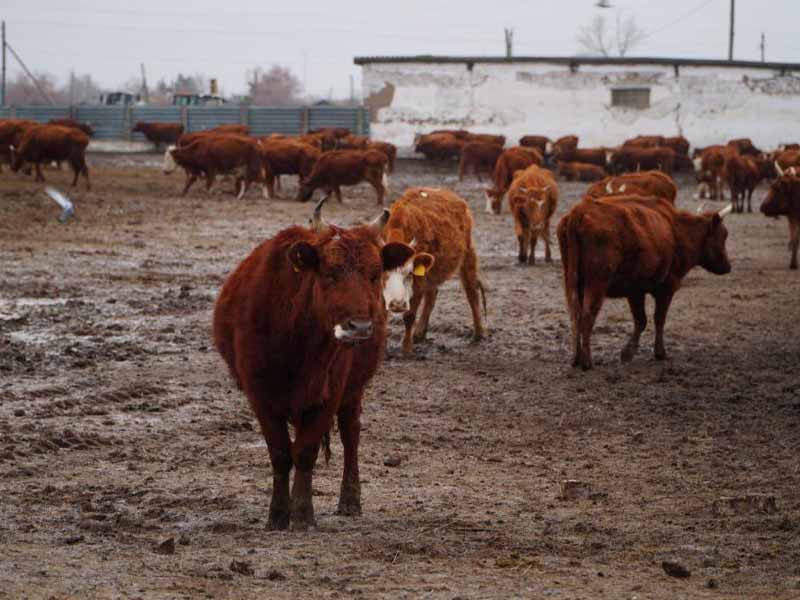 <?php echo esc_attr( get_the_title() ) ?>