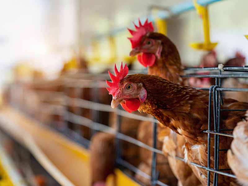 <?php echo esc_attr( get_the_title() ) ?>