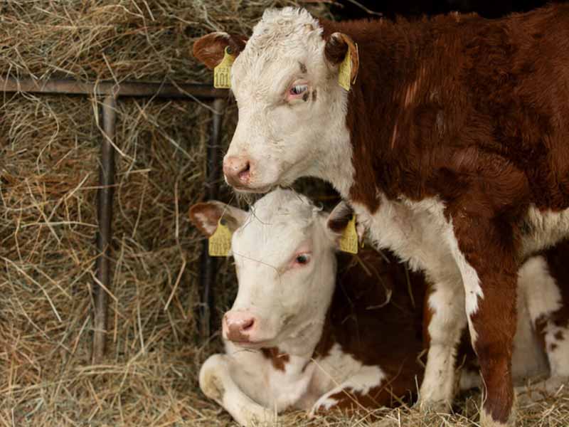 <?php echo esc_attr( get_the_title() ) ?>