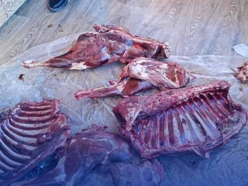 Старший егерь подозревается в незаконной охоте в Акмолинской области