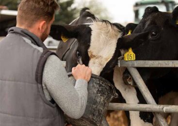 Животноводам предлагают объединиться для выхода на экспортные рынки