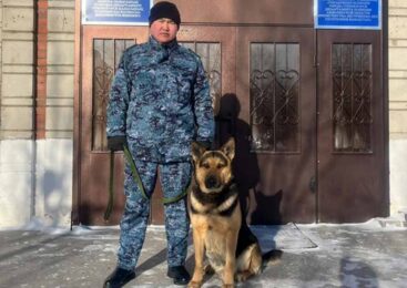 Служебная собака помогла раскрыть кражу в Акмолинской области