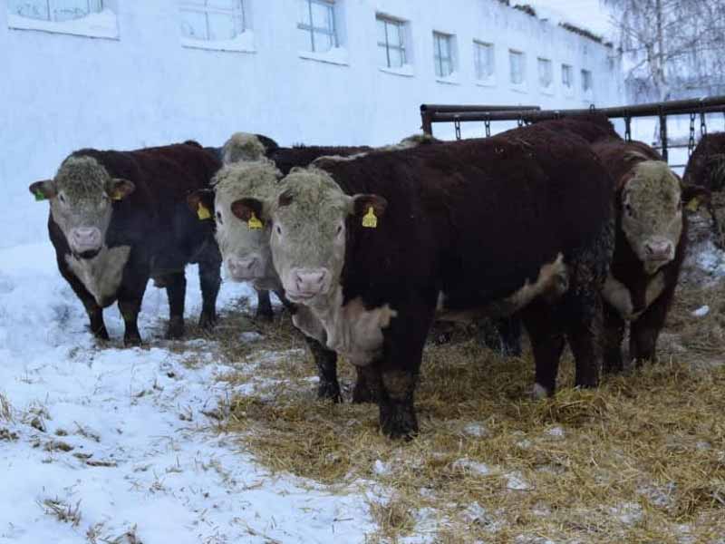 <?php echo esc_attr( get_the_title() ) ?>