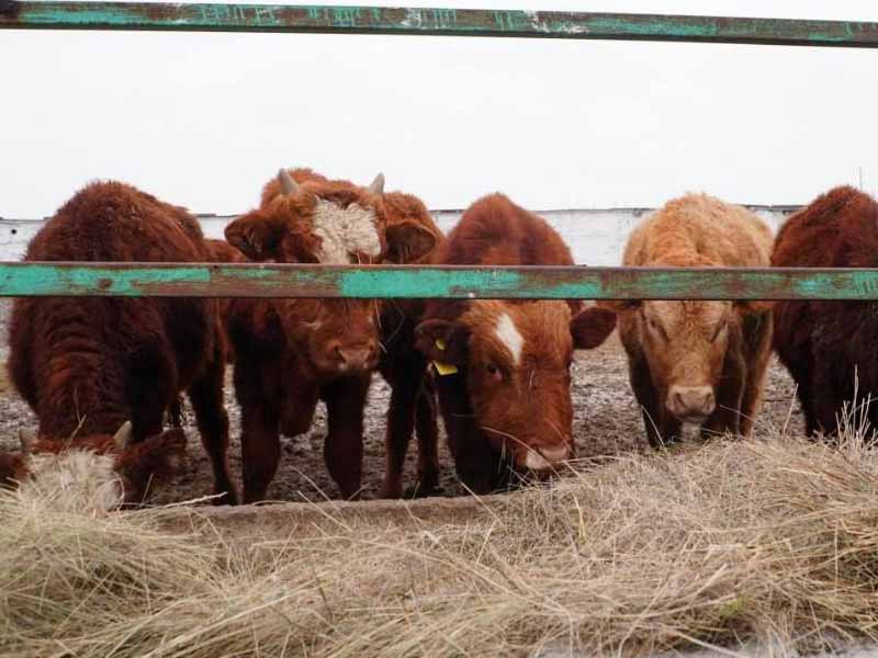 <?php echo esc_attr( get_the_title() ) ?>