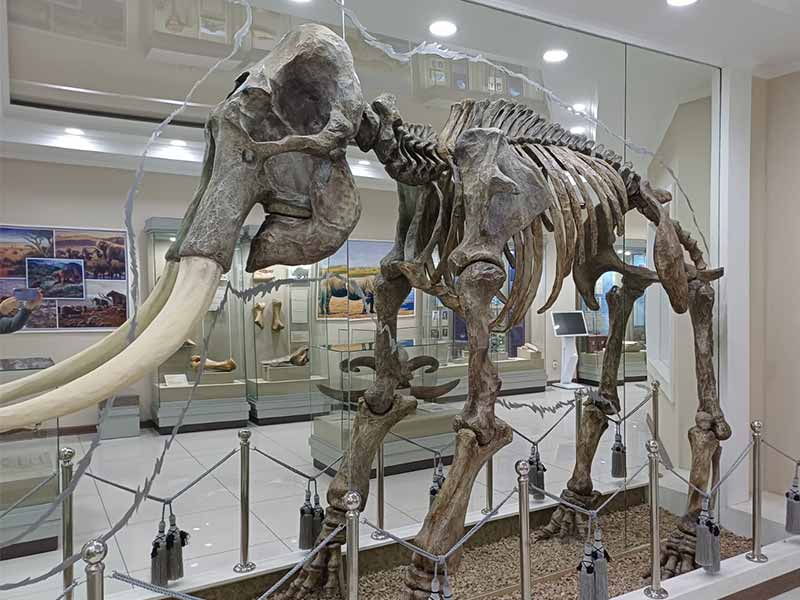 Сквозь миллионы лет: зал древней истории Акмолинского музея