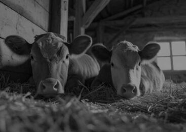 17,9 млн тенге за падёж скота