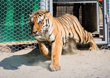 Казахстан усиливает программу по восстановлению туранского тигра