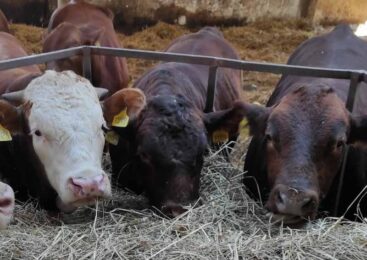 Вспышкой «неящура» в России обеспокоены ветеринары Казахстана