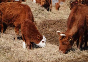 Калмыцкая порода КРС набирает популярность в Акмолинской области