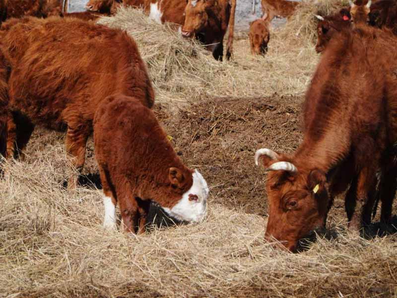 <?php echo esc_attr( get_the_title() ) ?>