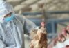 Вспышка птичьего гриппа в Южной Корее: власти усиливают меры
