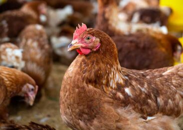 Развивать небольшие птицеводческие хозяйства планируют в Казахстане