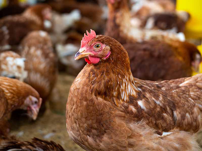 Развивать небольшие птицеводческие хозяйства планируют в Казахстане