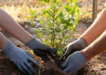 Жаңару күні: шестой день декады Наурызнама