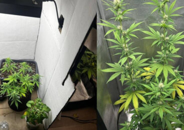 Домашняя фитолаборатория обнаружена в Акмолинской области