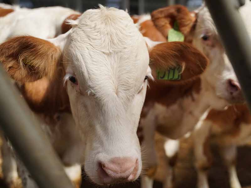 <?php echo esc_attr( get_the_title() ) ?>