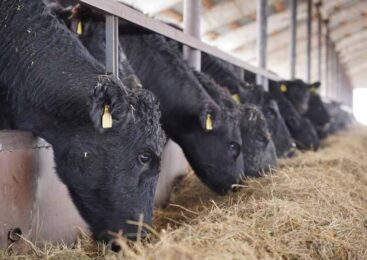 Перемещение скота между регионами ограничили в Казахстане