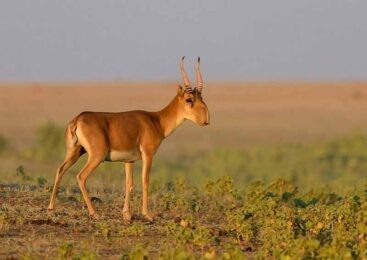 Фермеры просят разрешить отстрел сайгаков на своих полях