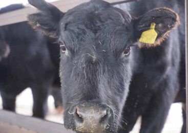 Вспышка ящура произошла в приграничном с Казахстаном регионе Китая