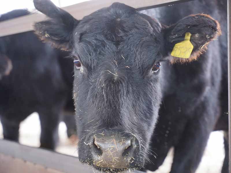 Вспышка ящура произошла в приграничном с Казахстаном регионе Китая