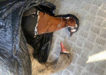 Акмолинские полицейские выявили факт незаконного обращения с редким видом птиц, занесённым в Красную книгу РК