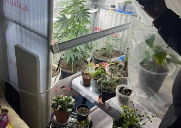 Мини – теплица в доме: жительница Атбасара организовала фитолабораторию среди комнатных цветов