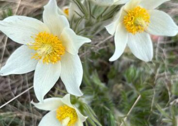 В ГНПП «Бурабай» вовсю пробуждаются первоцветы. Почему их нельзя рвать?